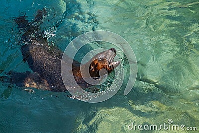 Boasting Zoo Seal Stock Photo