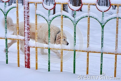 Watch Dog Behind the Fence in the Snow Stock Photo