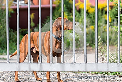 Watchdog behind a metal fence Stock Photo