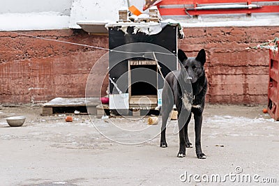 Watchdog on a chain Stock Photo