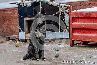 Watchdog on a chain Stock Photo