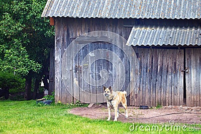 Watchdog on the chain near the old wooden barn Stock Photo