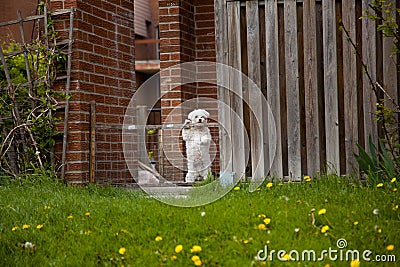 Watchdog Stock Photo