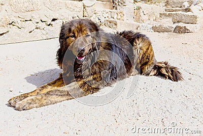 Watchdog Stock Photo