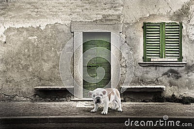 Watchdog in front of the home door Stock Photo