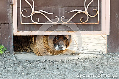 A watchdog for the protection of housing Stock Photo