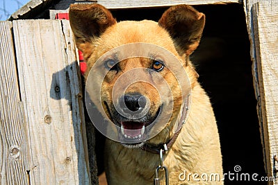 Watchdog in the kennel Stock Photo