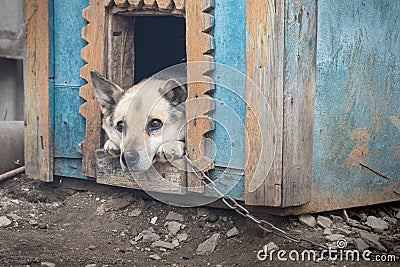 watchdog looks out of the doghouse Stock Photo