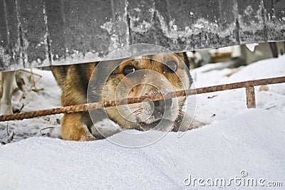 Watchdog looks out from under the fence into the street and barks. Reliable security guard. Portrait of an animal Stock Photo