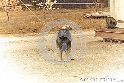 Watchdog old look photo. Stock Photo