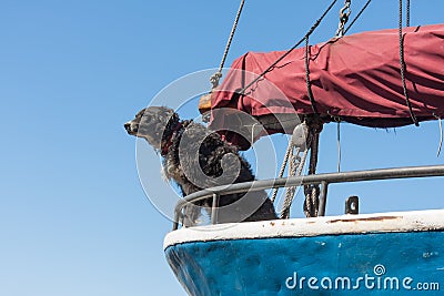 Watchdog protecting the sailing ship Stock Photo