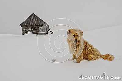 Watchdog in the snow Stock Photo