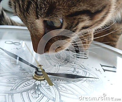 Watches and cat. Stock Photo