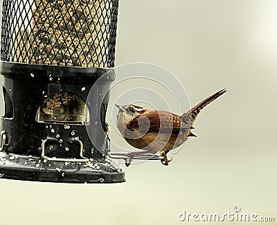 Watchful and Cautious Wren Bird Perched on Bird Feeding Stock Photo