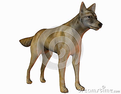 Watchful coyote Stock Photo