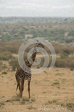 Watchful giraffe at Masai Mara Stock Photo