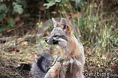 Watchful gray fox Stock Photo
