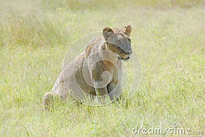 Watchful Lioness in African Savanna of Okavango Delta, Botswana Stock Photo