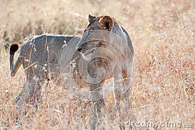 Watchful lion - lioness - in Serengeti, Tanzania, Africa Stock Photo