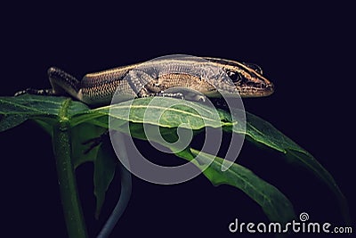 Watchful Lizard Stock Photo