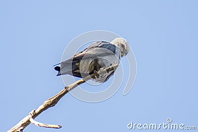 Watchful Mississippi Kite on the End of a Branch Stock Photo