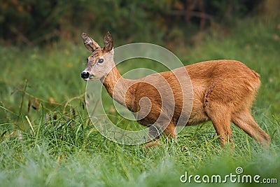 Watchful roe deer female eating grass while grazing on the green meadow Stock Photo