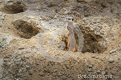 Watchful Slender Tailed Meerkat Stock Photo