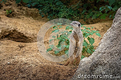 Watchful Slender Tailed Meerkat Stock Photo