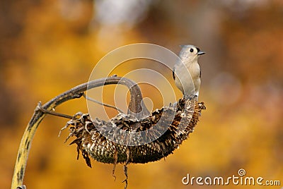 Watchful Tufted Titmouse Stock Photo