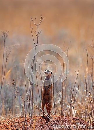A lonely suricate, guarding the troop. Stock Photo