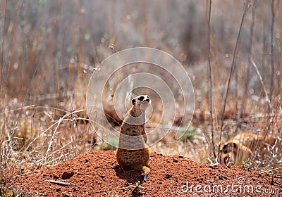 A lonely suricate, guarding the troop. Stock Photo