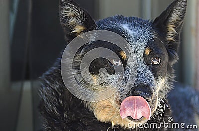 Watchfull blue heeler licking her nose Stock Photo