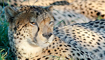 Watchfull Cheetah Stock Photo