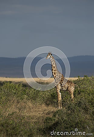 Watchfull Giraffe at Masai Mara Stock Photo