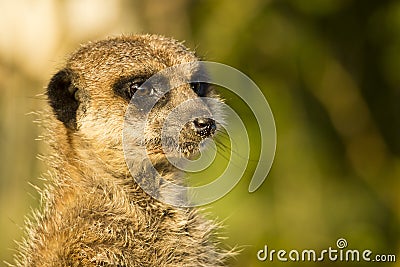 Watchfull meerkat Stock Photo