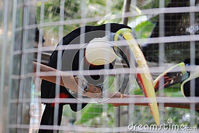 Watching close to the parrot Stock Photo