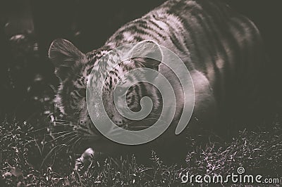 tiger baby alone in black and white face close-up at the zoo Stock Photo