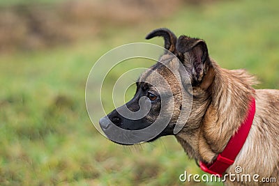 watching and listening young brown dog Stock Photo