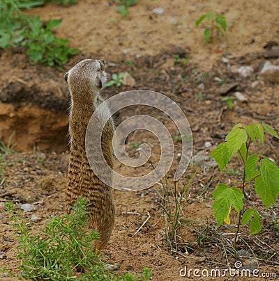 Watching little wild suricate meerkat Stock Photo