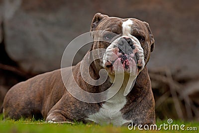 Watching lying Bulldog with a funny and sour expression Stock Photo