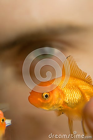 Watching Swimming Goldfish Stock Photo