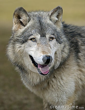 Watching Timber Wolf (Canis lupus) Stock Photo