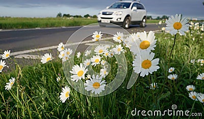 Roadside daisies. Stock Photo