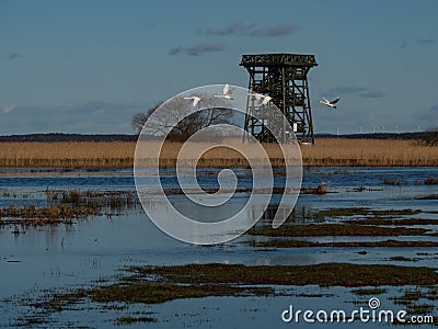 Watchtower at the meadow which are flooded by the water from close river Stock Photo