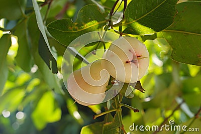 Water Apple Fruit Asian Favorite Stock Photo