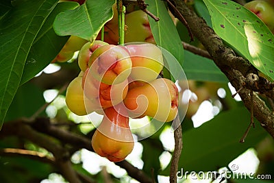 Water Apple Fruit Stock Photo