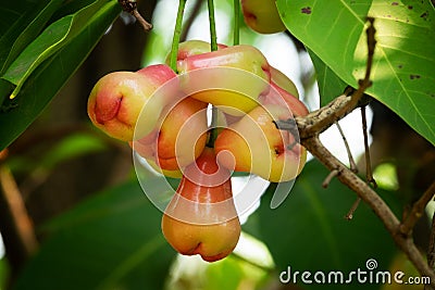 Water Apple Fruit Stock Photo