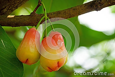 Water Apple Fruit Stock Photo