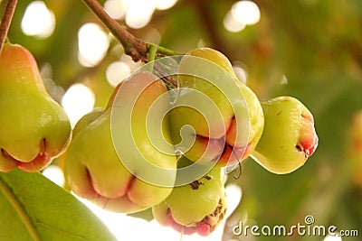 Water Apple Stock Photo