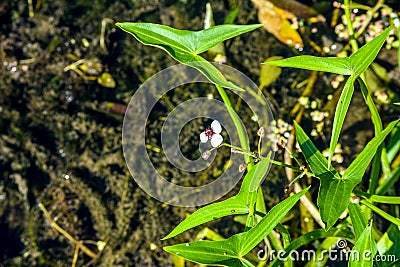 Water arrow Sagittaria sagittifolia in pond.Closeup of arrowhead flower Stock Photo